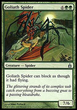 Goliath Spider (Goliathspinne)